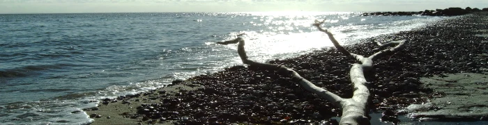 Steinstrand an der Ostsee mit hellem Treibholz im Gegenlicht